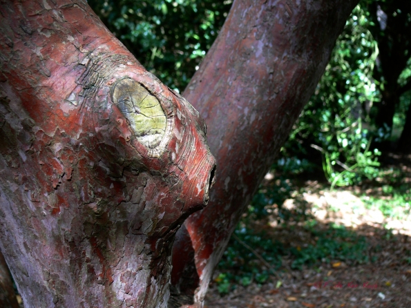 Bois des Moutiers  (57) Summer 2012